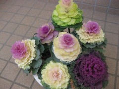 踊りハボタン 栽培日記 みーの花日記