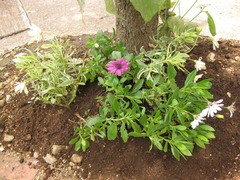 オステオスペルマム 栽培日記 みーの花日記