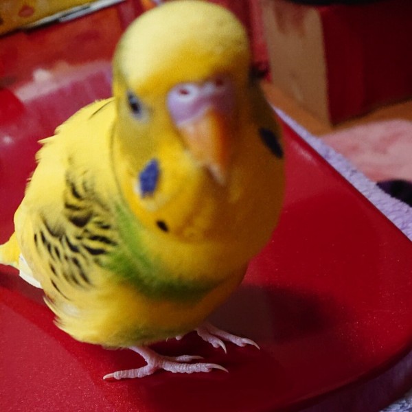 動画かわいい セキセイインコやちゅたん 物を落とすの大好き セキセイインコとのんびり生活 動画かわいい セキセイインコやちゅたん 物を落とすの大好き セキセイインコとのんびり生活