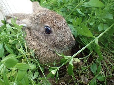 うさぎ と みかん みかん農家のこだわりみかん栽培の日々