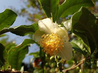 お茶の花 みかん農家のこだわりみかん栽培の日々