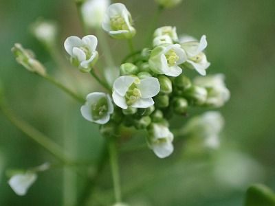 ぺんぺん草 みかん農家のこだわりみかん栽培の日々