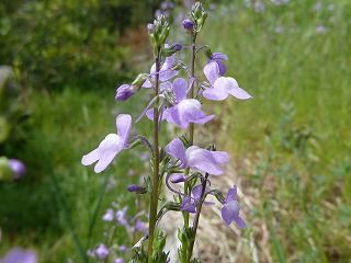 すべての花の画像 ユニーク春の草花 紫