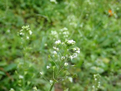 ぺんぺん草 みかん農家のこだわりみかん栽培の日々