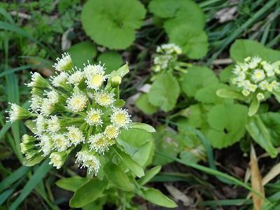 フキの花 みかん農家のこだわりみかん栽培の日々