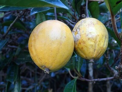 キカラスウリ みかん農家のこだわりみかん栽培の日々