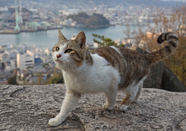 平成最後の花見 猫も満喫 美術館では 広島 尾道の千光寺公園 三毛猫 Blog