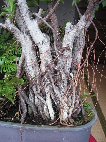 ガジュマルの話 Mikiko S Room