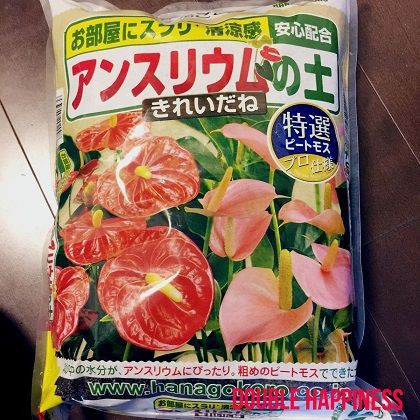 アンスリウムの植替え完了 花が咲いてくれるといいんだけどな 喜喜 Double Happiness