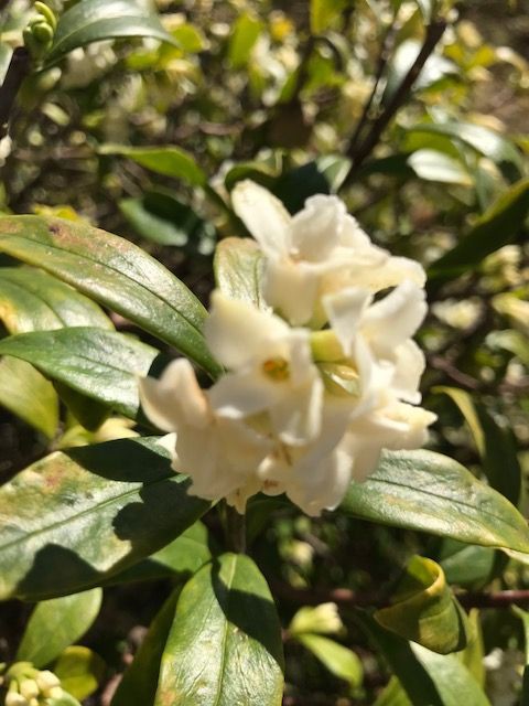 沈丁花のかおり ミキパパのリタイア日記