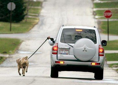 炎上 車で犬を散歩する炎上動画のおじいさん ワシはもう歩けんのじゃ と反論 Miko速報