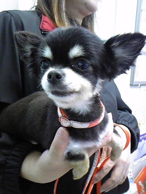 避妊手術がんばりました Treasureたちとの日々 チワワと暮らすmiko