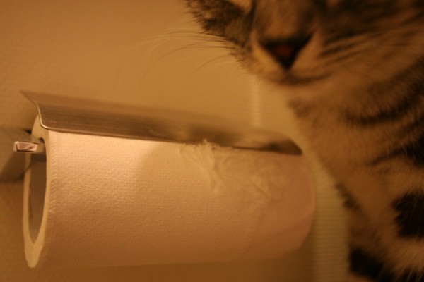 トイレットペーパーを食べる猫 猫ズとナチュラルマンション生活 双子の立ち耳スコティッシュ