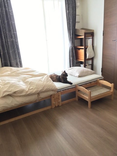 猫4匹と寝る寝室の環境改善 猫ズとナチュラルマンション生活 双子の立ち耳スコティッシュ