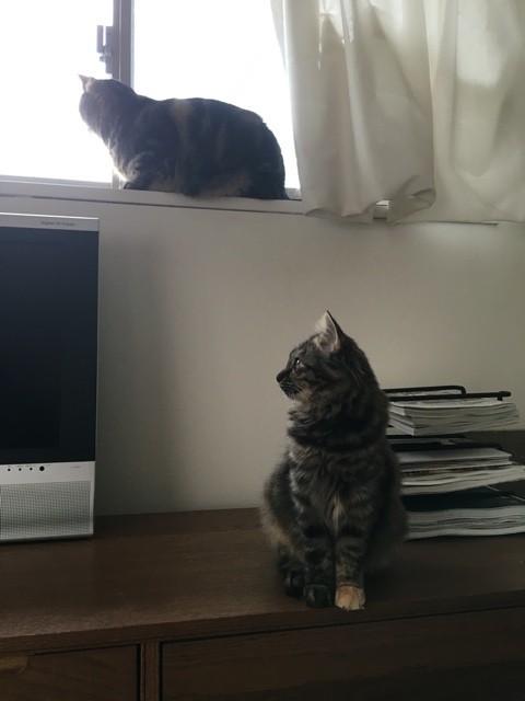 猫トイレのゴミ箱 猫ズとナチュラルマンション生活 双子の立ち耳スコティッシュ