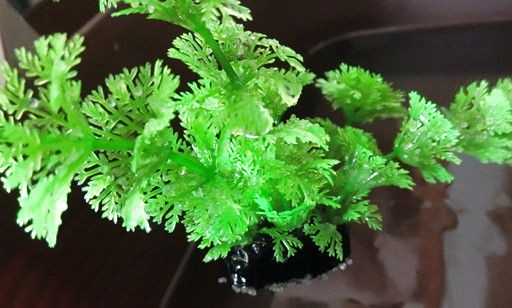 金魚の卵 今日は何して遊んだの