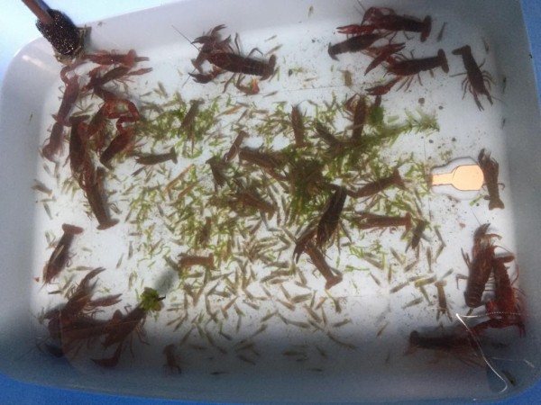 ザリガニ注意 ザリガニでエビチリ作ったったｗｗｗｗｗｗｗｗｗｗｗｗｗ ヨーソロー まとめずら