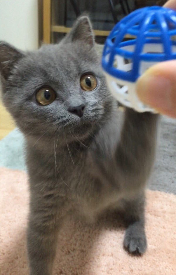 画像 洲崎綾さん すっぴんでも美人だったwwwwwwwww おたくみくす 声優まとめ 画像 洲崎綾さん すっぴんでも美人だったwwwwwwwww おたくみくす 声優まとめ