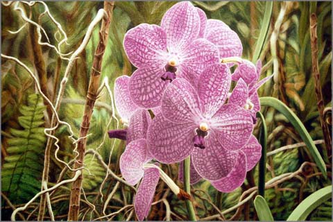 色鉛筆で描く花の世界