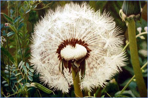 色鉛筆で描く花の世界