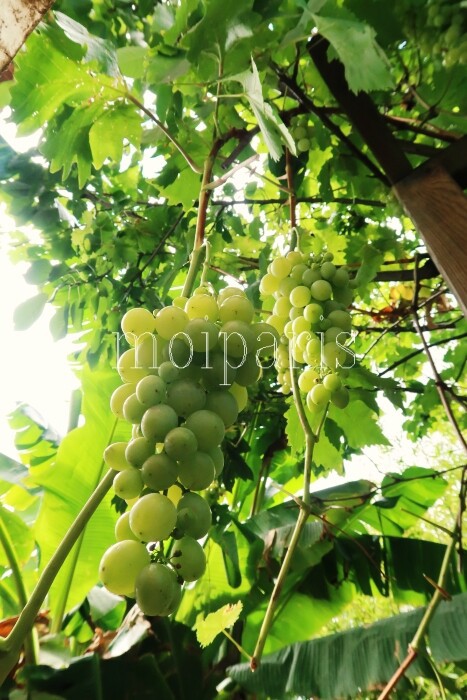 びっくり たった2週間で繁殖した和ハーブ パリ生活社ミルクとマカロン2