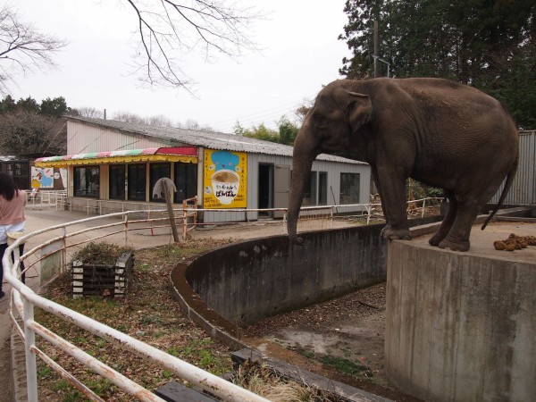 宇都宮動物園 ではゾウやキリンなどの大型動物に直接エサをあげられるよ キリンの舌はぬっちょぬちょだった 東京別視点ガイド