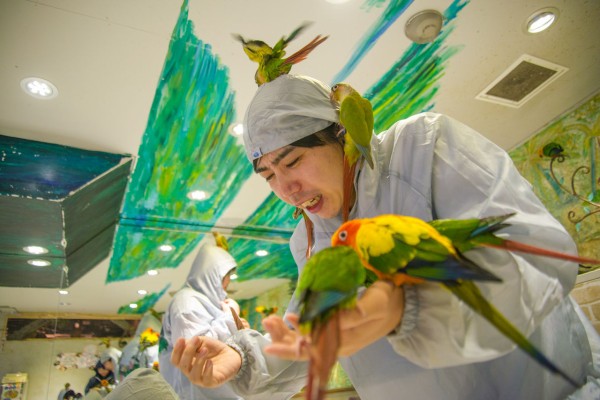 無数の小鳥が襲いかかる 浅草の 鳥のいるカフェ がアニマルパニック映画そのものだった 東京別視点ガイド