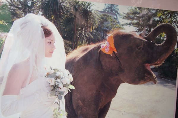 千葉のアニマル天国 市原ぞうの国 のゾウは鼻で書道をする ふれあい広場では なんとカンガルーまで触れるぞ 東京別視点ガイド