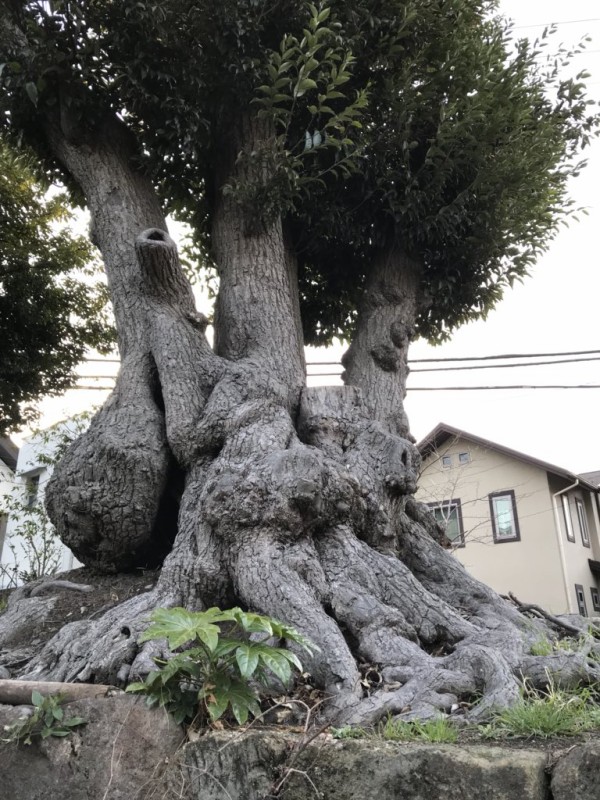 根っこ 根太受金物 JH-S 204・206 AC1JH1A1 | ジョイフル本田 取り寄せ＆店舗受取