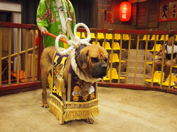 桂浜で闘犬をみたぜよ」【日本一周日記（５３日目）】 : 東京別視点ガイド