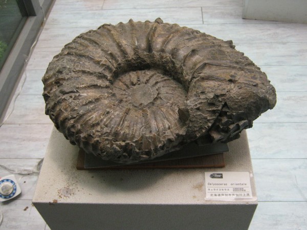 正常巻きと異常巻き、どっちが好き！？…アンモナイトの発掘体験も