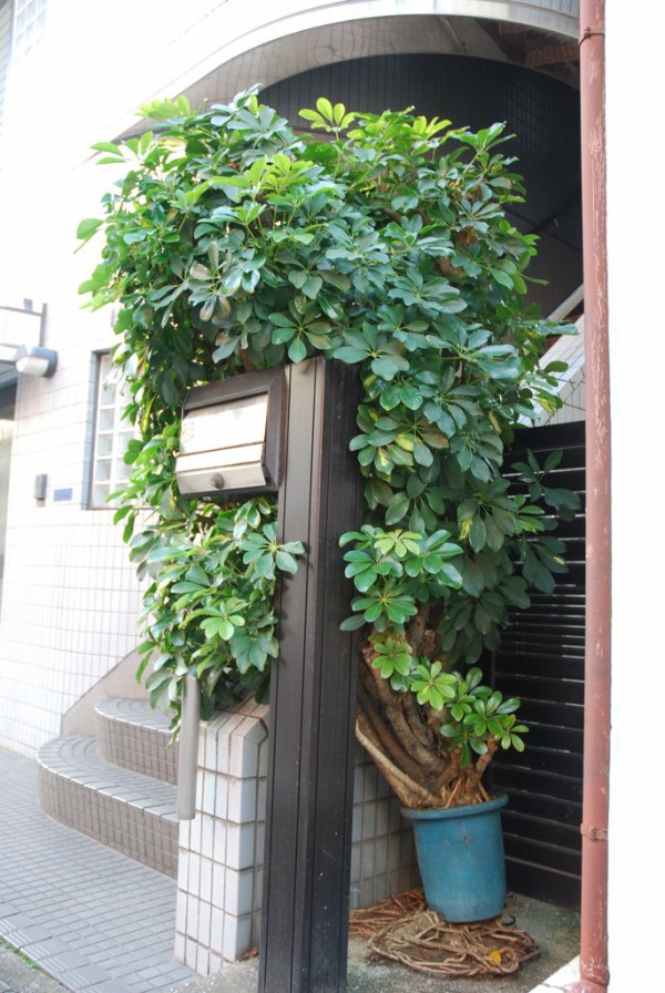 悶絶必至！魅惑の根っこワンダーランド : 東京別視点ガイド