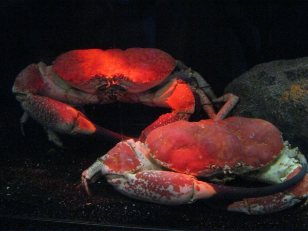 世界最大のダンゴムシ ダイオウグソクムシ に会いたい 深海魚に特化しためずらしい水族館 沼津港深海水族館 静岡県沼津市 東京別視点ガイド 世界最大のダンゴムシ ダイオウグソクムシ に会いたい 深海魚に特化しためずらしい水族館 沼津港深海水族館 静岡県沼津市 東京別視点ガイド