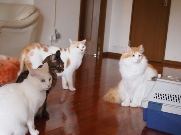 日本最南端の猫カフェ 毛玉 は時間無制限でたった650円 最大8時間触れ合いまくれる 東京別視点ガイド