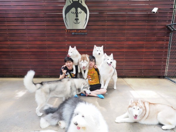 タイ バンコク シベリアンハスキー専門の犬カフェ Truelove Neverland が天国すぎた 東京別視点ガイド
