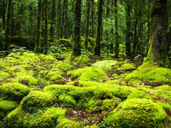 往復７時間の山登り 縄文杉 までの道のりを写真４０枚でお伝えしよう 東京別視点ガイド