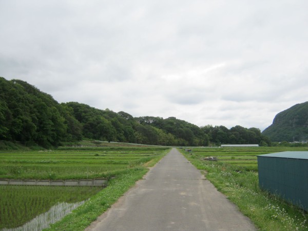 160個のスズメバチの巣を合体させた富士山だって！？世にも奇妙な