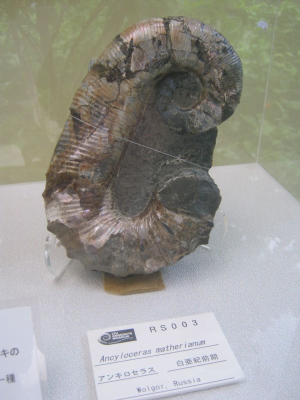 正常巻きと異常巻き、どっちが好き！？…アンモナイトの発掘体験も