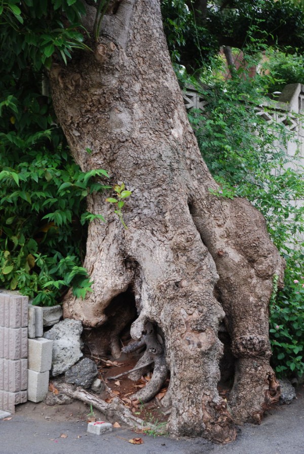 悶絶必至！魅惑の根っこワンダーランド : 東京別視点ガイド