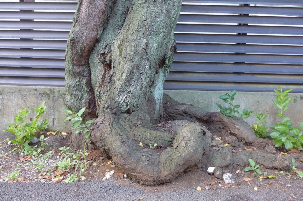 根っこ 悶絶必至！魅惑の根っこワンダーランド : 東京別視点ガイド
