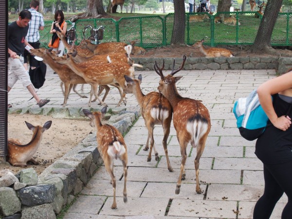 鹿せんべいを買ったが最期 奈良公園 には想像する５倍の鹿がいる むちゃくちゃ付きまとってくる 東京別視点ガイド