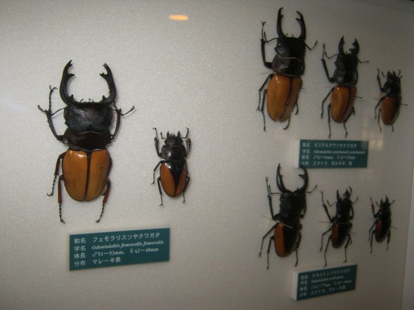 250種500匹以上のクワガタがいる個人博物館「諏訪クワガタ昆虫館