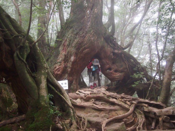 屋久島】もののけ姫のモデルとなった「白谷雲水峡」の苔むす森に行っ