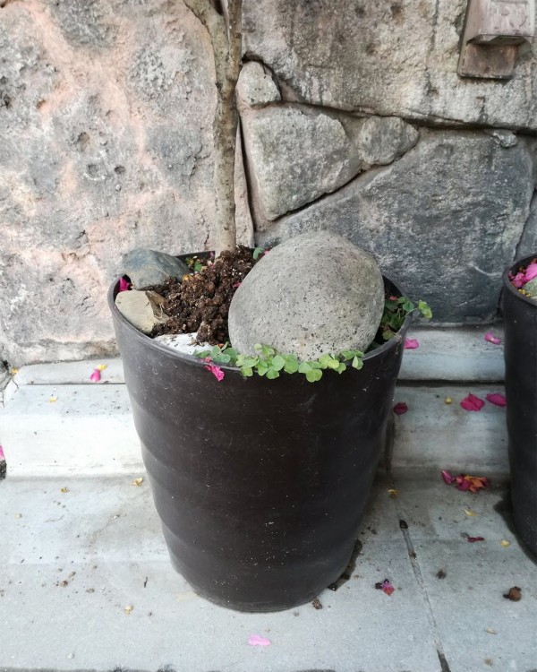 植木鉢百景 装備からみえる悲痛な庭先事情 東京別視点ガイド