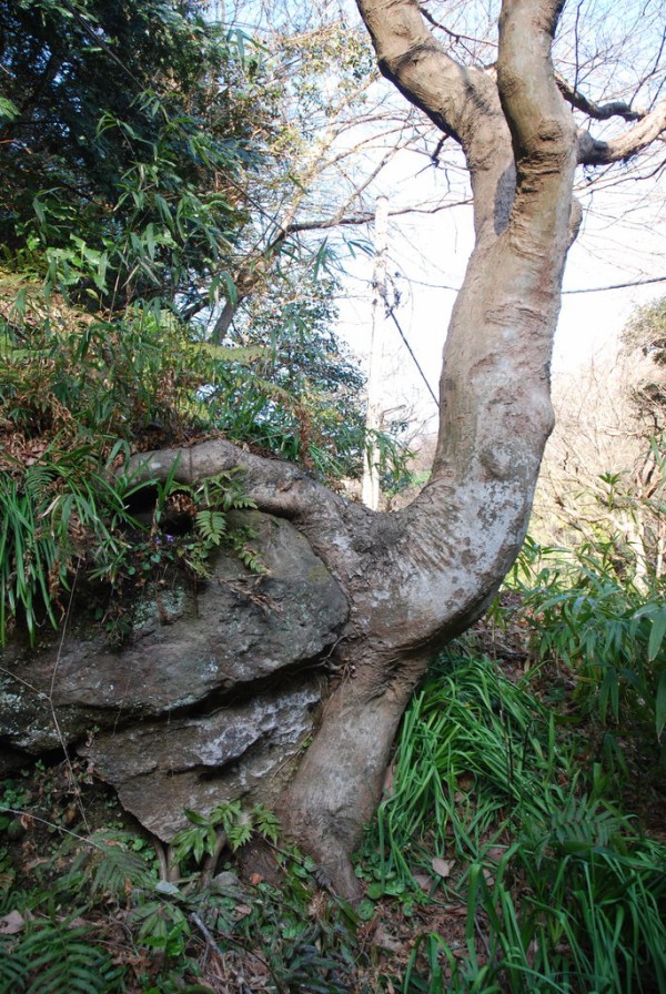 悶絶必至！魅惑の根っこワンダーランド : 東京別視点ガイド