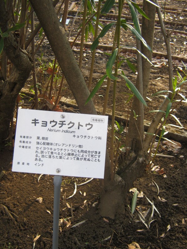 過激すぎる植物園 心臓麻痺を起こす 死亡する なんて警告文だらけ 東京都薬用植物園 東大和 東京別視点ガイド