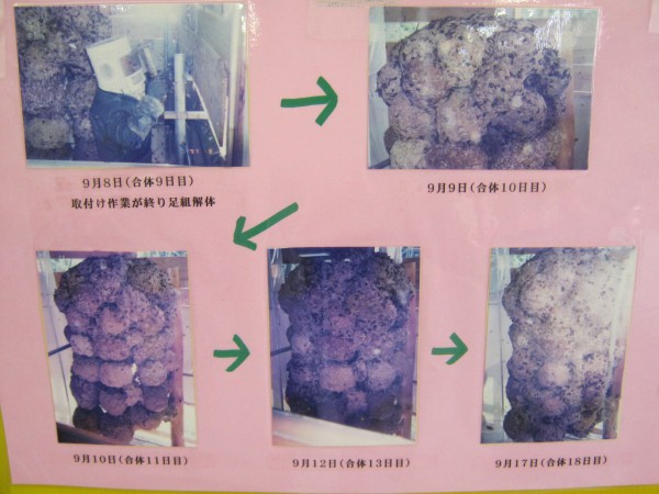 160個のスズメバチの巣を合体させた富士山だって！？世にも奇妙な