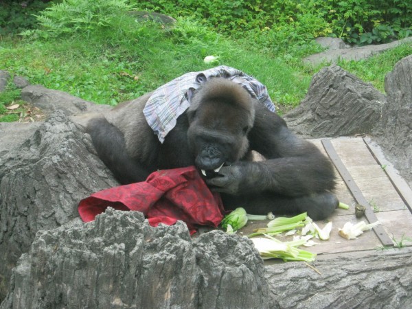 動物トリビアを１３個覚えるだけ 女性が 付き合ってもいいかも と思ってしまう動物園デート必勝法 東京別視点ガイド