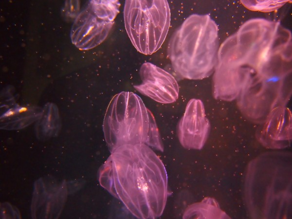 ギネス認定 世界一のクラゲ水族館 加茂水族館 ではクラゲウィンナーコーヒーも飲めるのだ 東京別視点ガイド