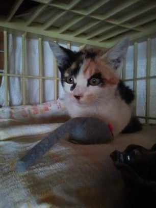 三毛猫のみーちゃん あられのblog
